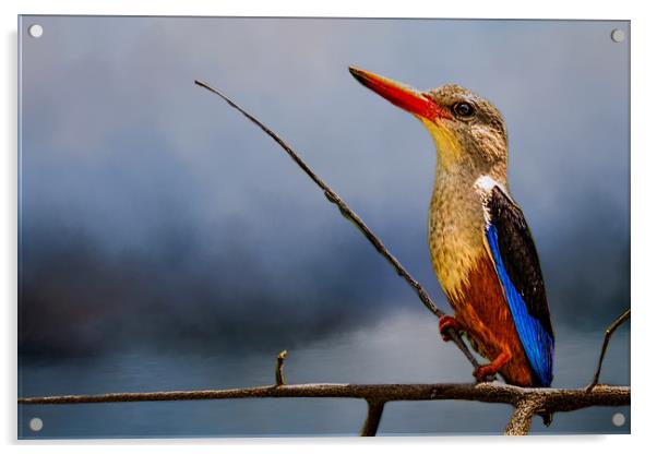 Kingfisher Acrylic by David Owen