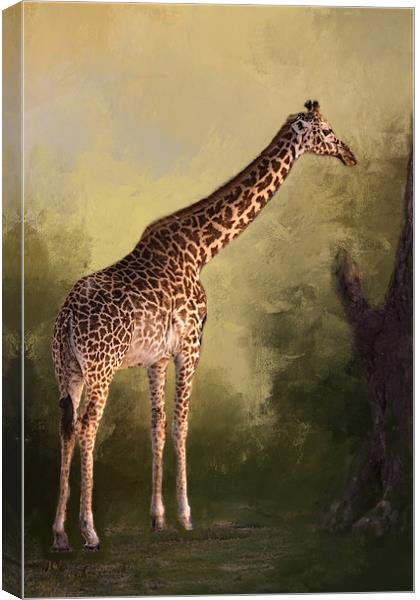 Giraffe Canvas Print by David Owen