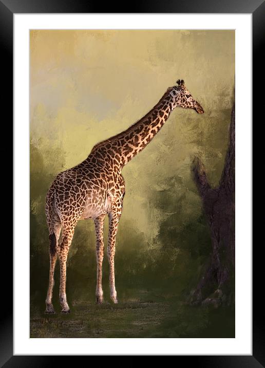 Giraffe Framed Mounted Print by David Owen