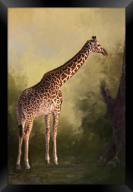 Giraffe Framed Print by David Owen