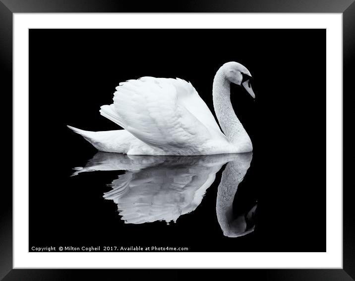 Swan 1 - Black Series Framed Mounted Print by Milton Cogheil