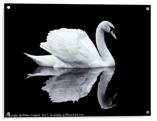 Swan 1 - Black Series Acrylic by Milton Cogheil