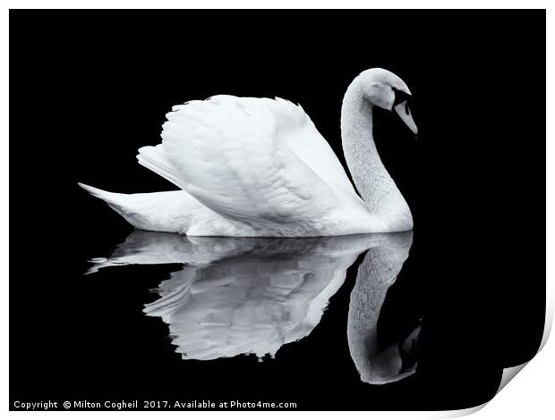 Swan 1 - Black Series Print by Milton Cogheil