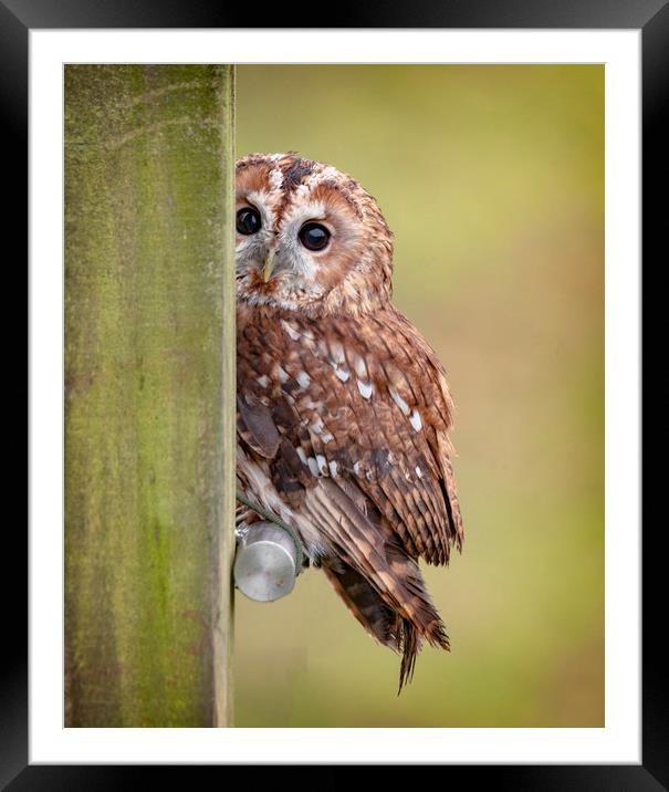Tawny Owl on fencepost Framed Mounted Print by Jonathan Thirkell