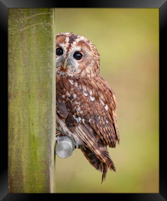 Tawny Owl on fencepost Framed Print by Jonathan Thirkell