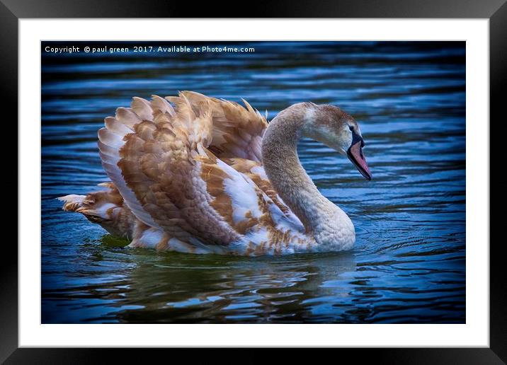 Young Swan Framed Mounted Print by paul green