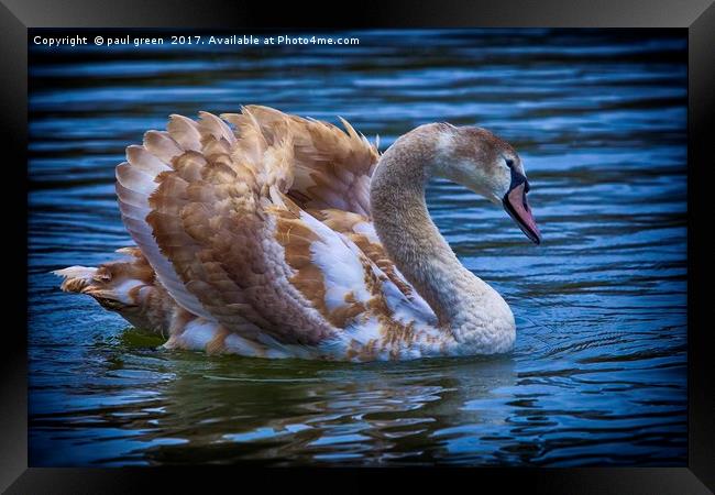 Young Swan Framed Print by paul green