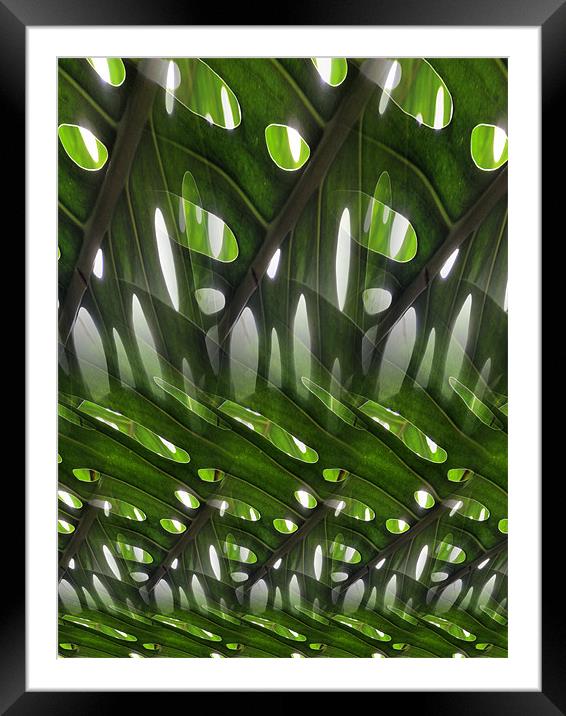 leaves and holes Framed Mounted Print by Heather Newton