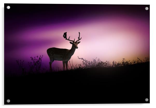 Silhouette of a young deer in the forest at sunset Acrylic by Guido Parmiggiani