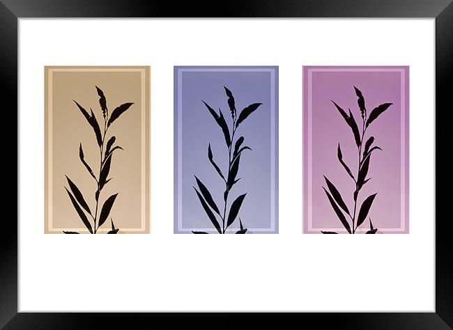 Autumn silhouettes  Leafs , triptych Framed Print by David French