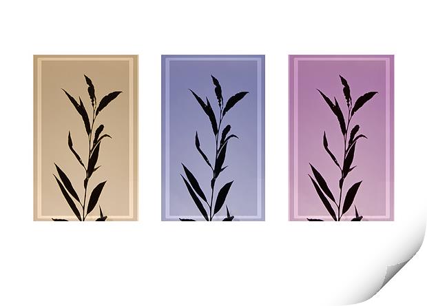 Autumn silhouettes  Leafs , triptych Print by David French