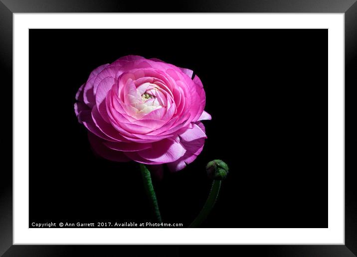 Pink Ranunculus Framed Mounted Print by Ann Garrett