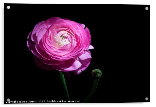 Pink Ranunculus Acrylic by Ann Garrett