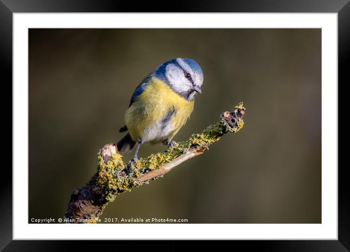 Blue tit Framed Mounted Print by Alan Tunnicliffe