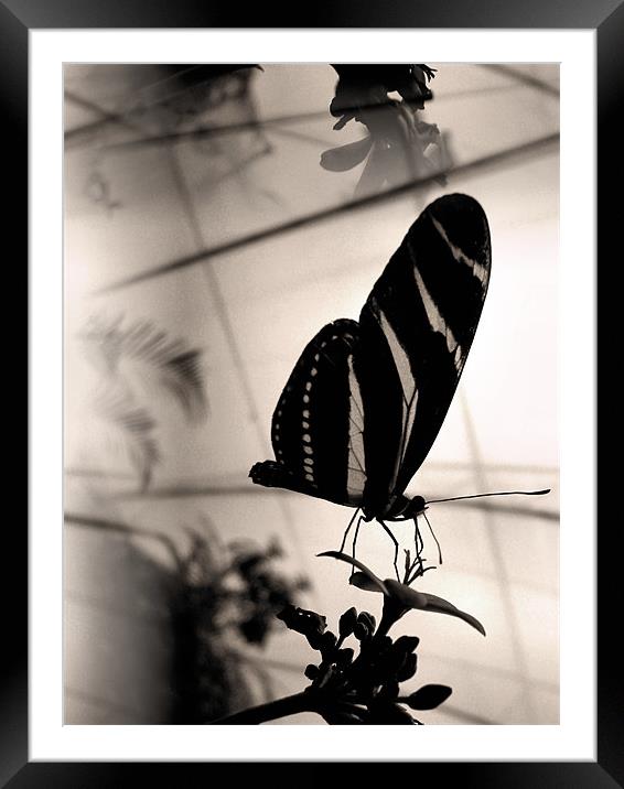 Old fashioned butterfly Framed Mounted Print by Heather Newton