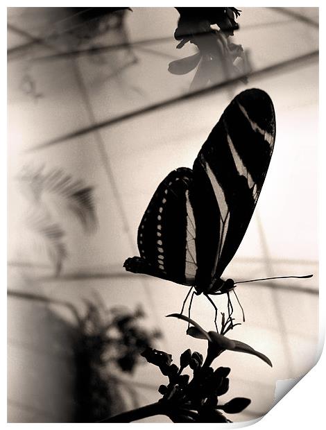 Old fashioned butterfly Print by Heather Newton