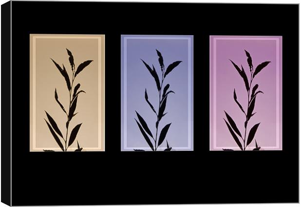 Autumn silhouettes  Leafs , triptych Canvas Print by David French