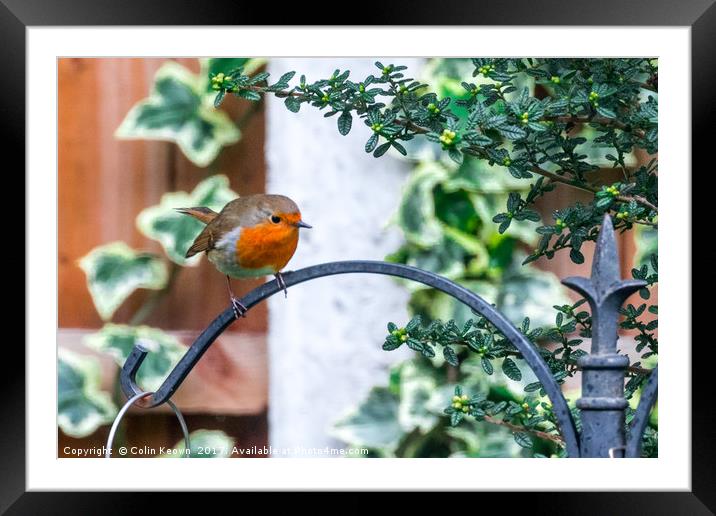 Spring Robin Framed Mounted Print by Colin Keown