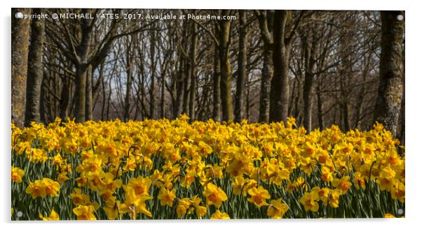 Daffodil Carpet Acrylic by MICHAEL YATES