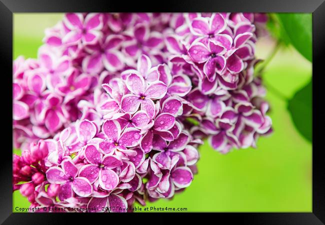 Pink lilac flowers vibrant colors Framed Print by Łukasz Szczepański