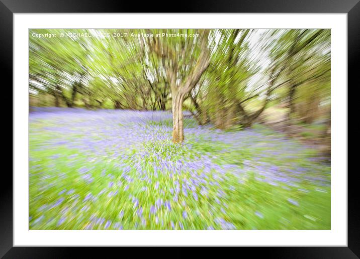 Bluebell Zoomburst Framed Mounted Print by MICHAEL YATES