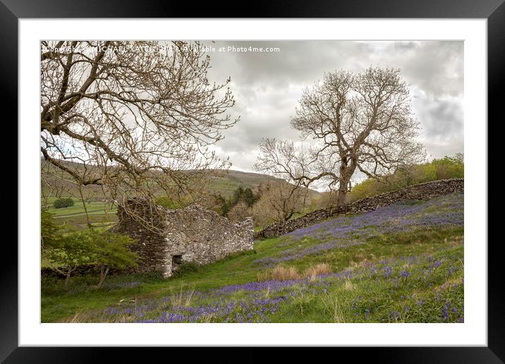Bluebells and Ruin Framed Mounted Print by MICHAEL YATES