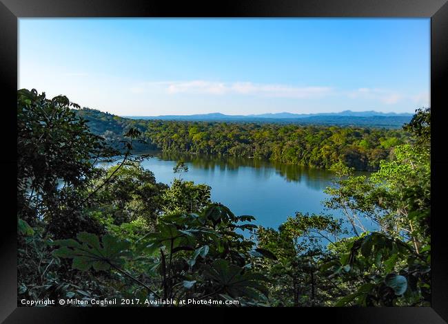 Amazon Rainforest Framed Print by Milton Cogheil