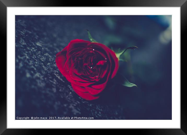 A single red rose Framed Mounted Print by john mayo