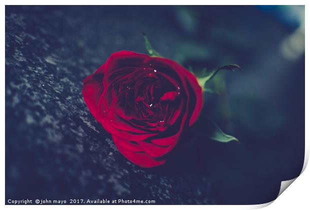 A single red rose Print by john mayo