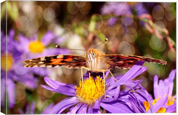Painted Lady.... Canvas Print by JC studios LRPS ARPS