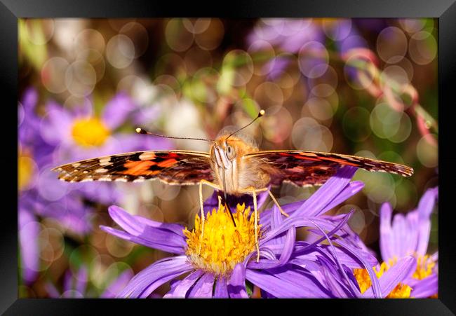 Painted Lady.... Framed Print by JC studios LRPS ARPS