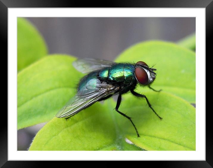 fly Framed Mounted Print by Heather Newton