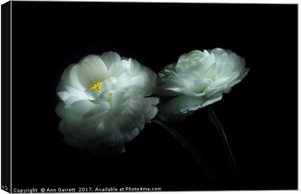 Lost in the Shadows Two White Ranunculus Flowers Canvas Print by Ann Garrett