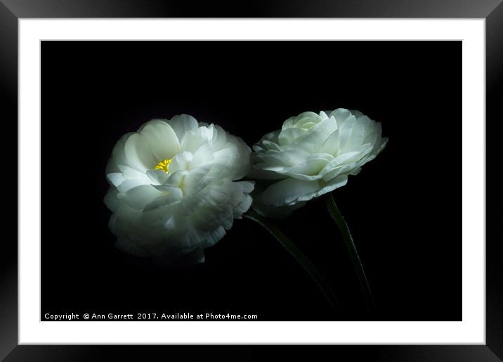 Lost in the Shadows Two White Ranunculus Flowers Framed Mounted Print by Ann Garrett