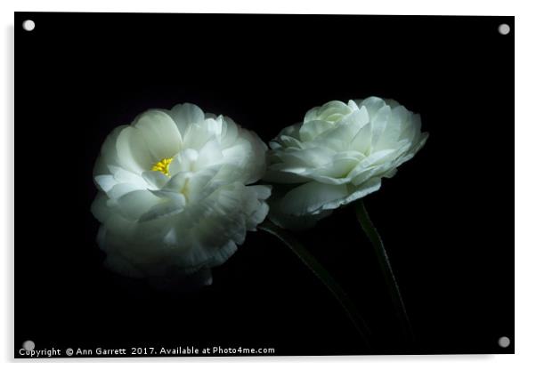 Lost in the Shadows Two White Ranunculus Flowers Acrylic by Ann Garrett