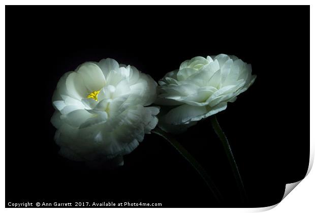 Lost in the Shadows Two White Ranunculus Flowers Print by Ann Garrett