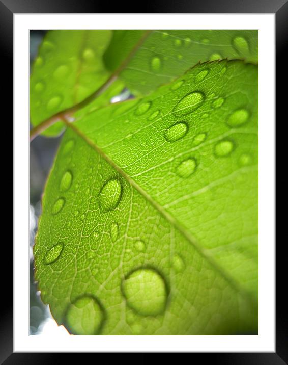raindrops Framed Mounted Print by Heather Newton