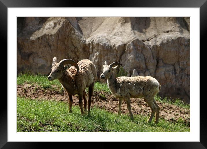Wild Bighorn Sheeps Framed Mounted Print by Christiane Schulze