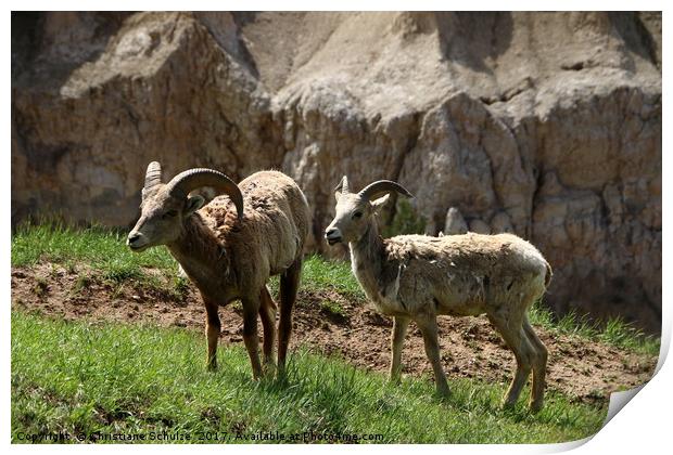 Wild Bighorn Sheeps Print by Christiane Schulze