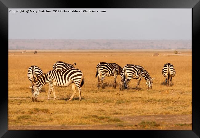 Grazing Zebra Framed Print by Mary Fletcher