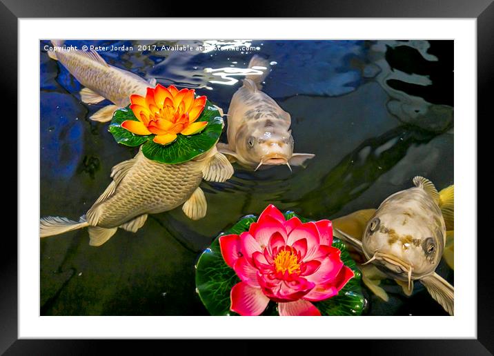 Koi Carp with floating Artificial Water Lillies Framed Mounted Print by Peter Jordan