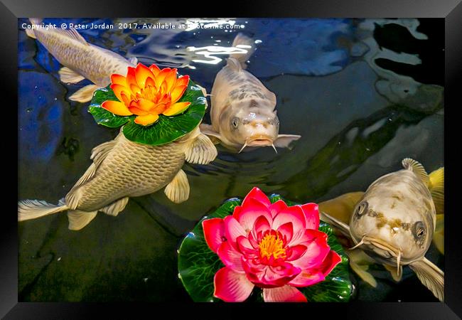 Koi Carp with floating Artificial Water Lillies Framed Print by Peter Jordan