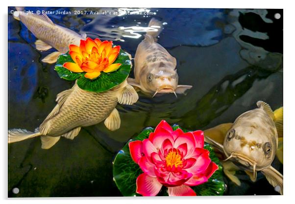 Koi Carp with floating Artificial Water Lillies Acrylic by Peter Jordan