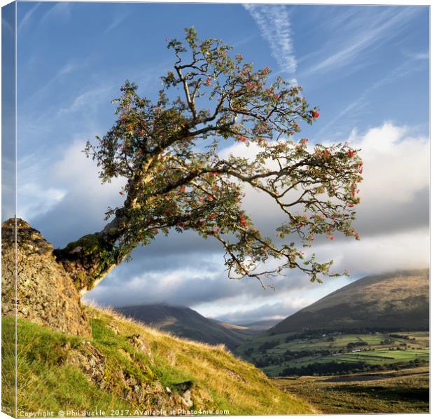 Low Rigg Rowan Canvas Print by Phil Buckle