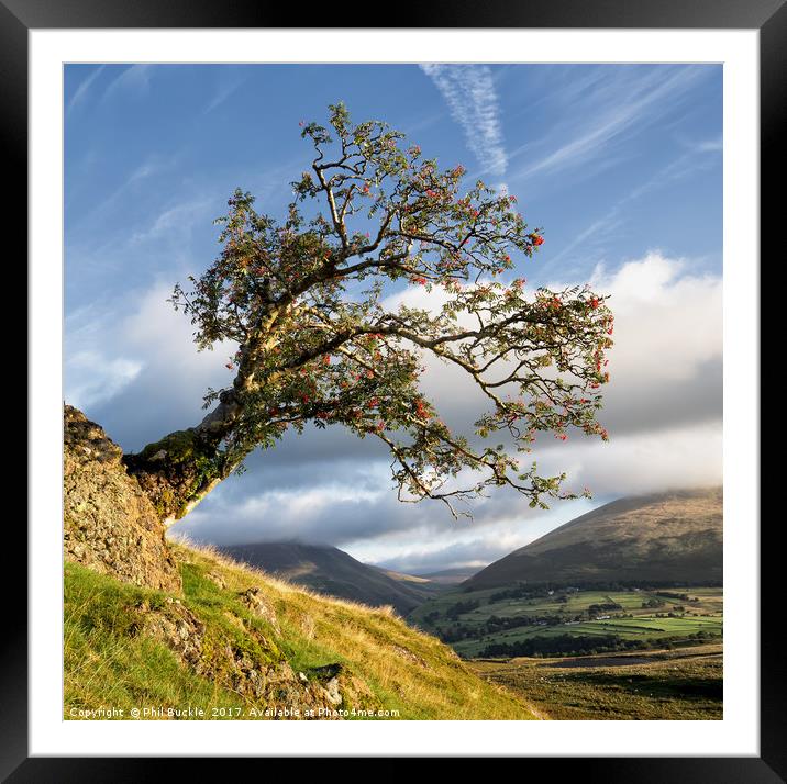 Low Rigg Rowan Framed Mounted Print by Phil Buckle