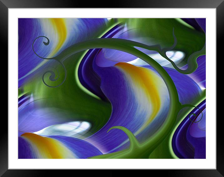 Iris dreams Framed Mounted Print by Heather Newton