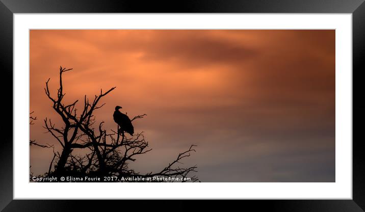 Vulture at sunset Framed Mounted Print by Elizma Fourie