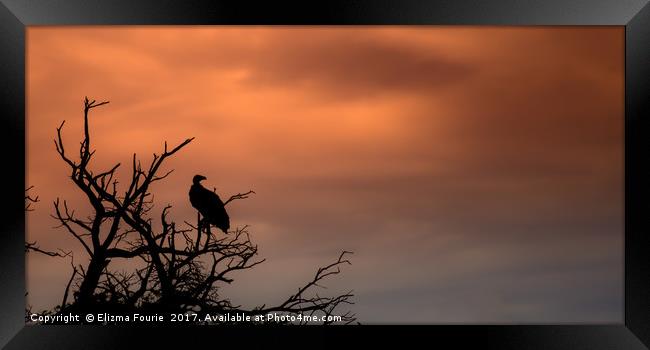 Vulture at sunset Framed Print by Elizma Fourie