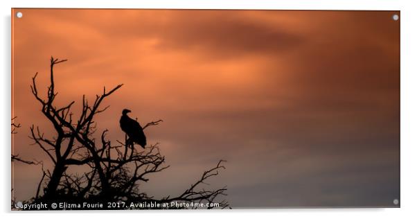 Vulture at sunset Acrylic by Elizma Fourie