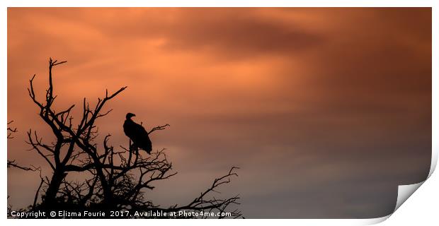 Vulture at sunset Print by Elizma Fourie